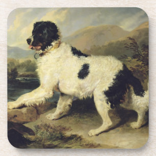 Newfoundland Dog Called Lion, 1824 (oil on canvas) Beverage Coaster