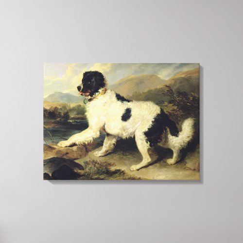 Newfoundland Dog Called Lion 1824 oil on canvas Canvas Print