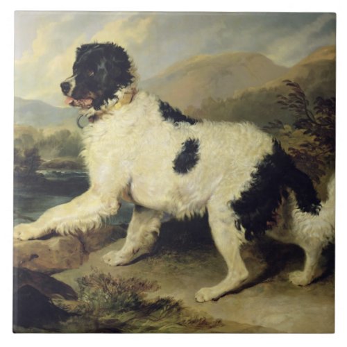 Newfoundland Dog Called Lion 1824 oil on canvas Tile