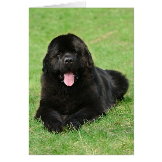 Newfoundland dog cards (Front)
