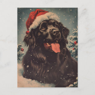 Newfoundland dog Christmas Postcard