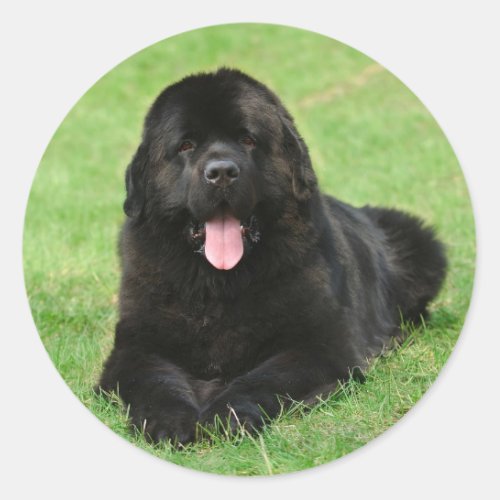 Newfoundland dog classic round sticker
