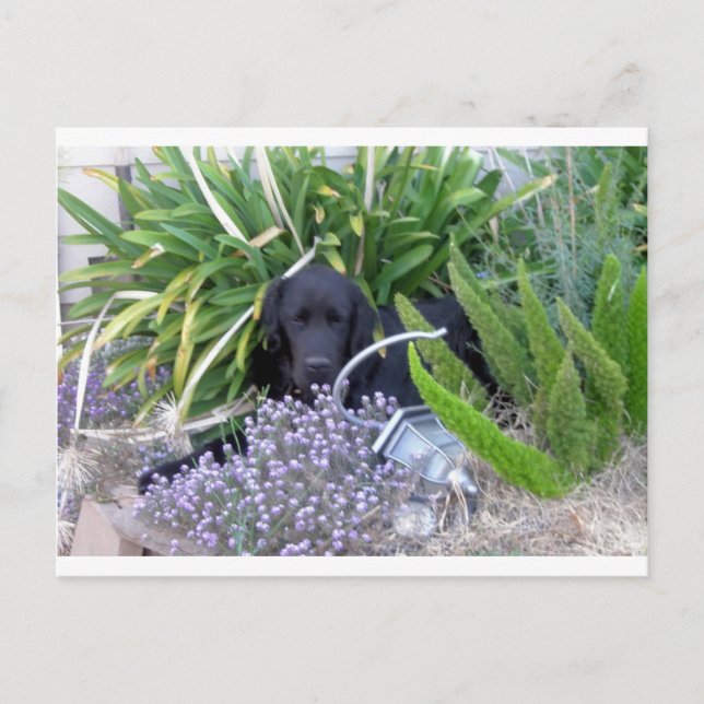 Newfoundland Dog & Flowers 156 Postcard (Front)