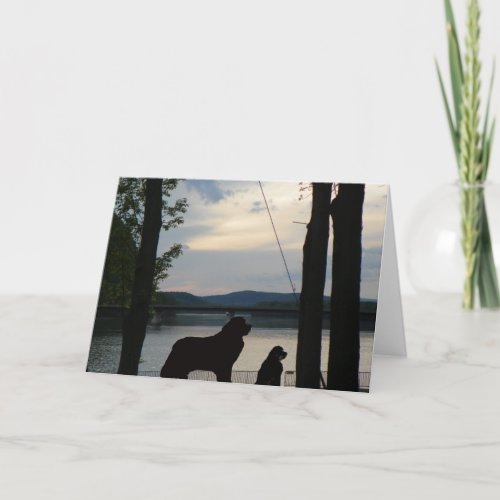 Newfoundland Dog greeting Card