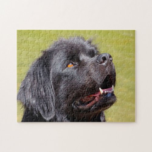 Newfoundland Dog Jigsaw Puzzle