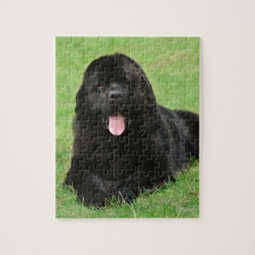 Newfoundland dog jigsaw puzzle