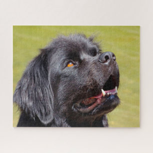 Newfoundland Dog. Jigsaw Puzzle