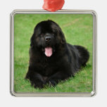Newfoundland Dog Metal Ornament at Zazzle