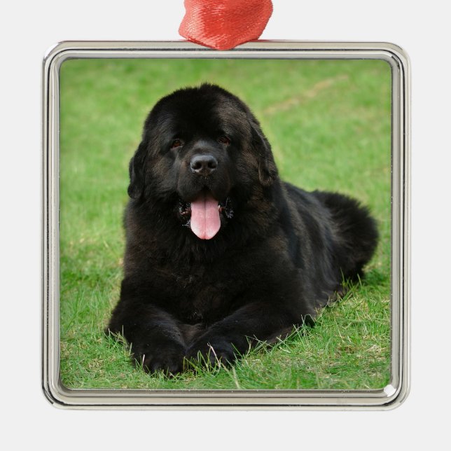 Newfoundland dog metal ornament (Front)