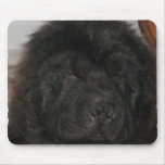 Newfoundland Dog Mouse Pad