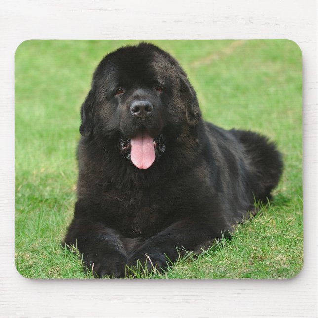 Newfoundland dog mouse pad (Front)