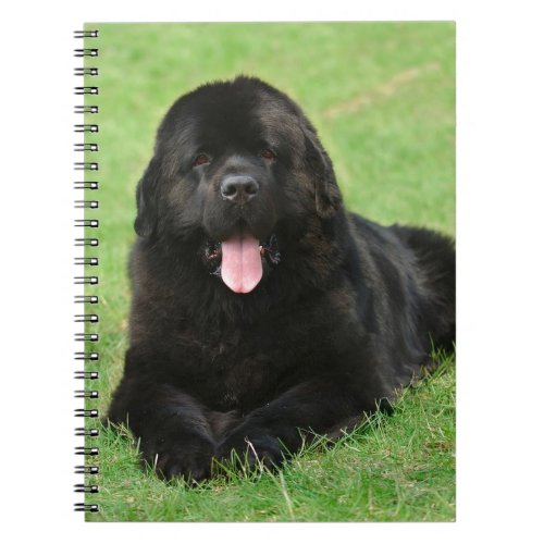 Newfoundland dog notebook