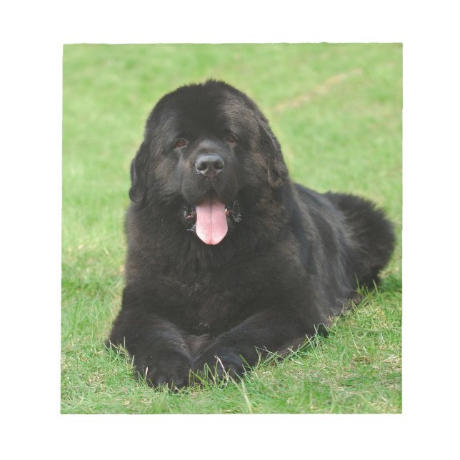 Newfoundland dog notepad (Front)