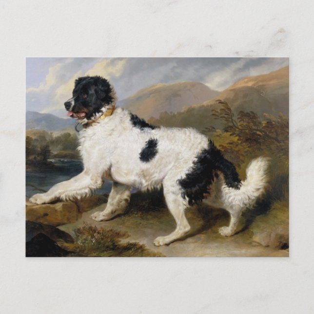 Newfoundland Dog Painting Postcard (Front)