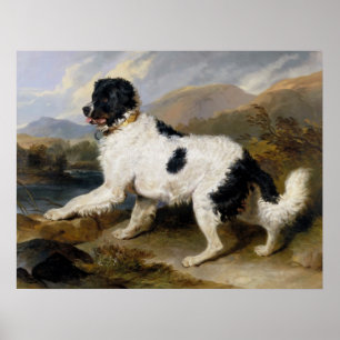 Newfoundland Dog Painting Poster