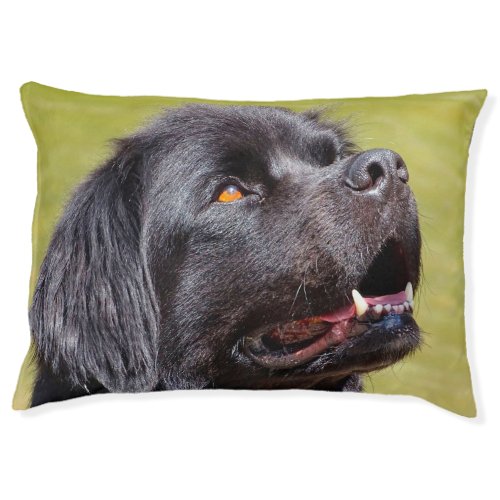 Newfoundland Dog Pet Bed