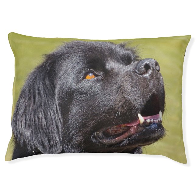 Newfoundland Dog. Pet Bed (Front)