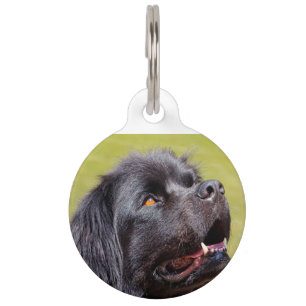 Newfoundland Dog. Pet ID Tag