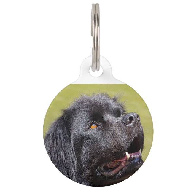 Newfoundland Dog. Pet ID Tag (Front)