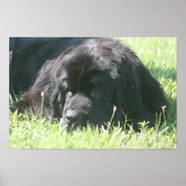 Newfoundland Dog Photo Print (Front)