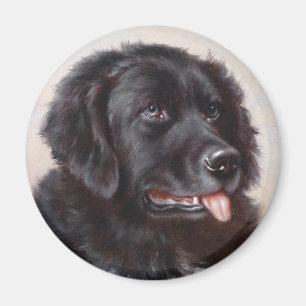 Newfoundland Dog Portrait Magnet