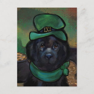 Newfoundland Dog Postcard