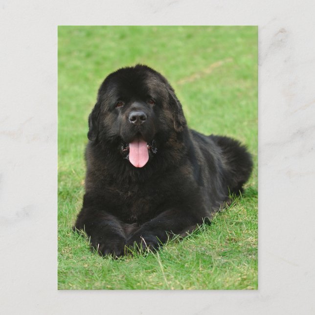 Newfoundland dog postcard (Front)