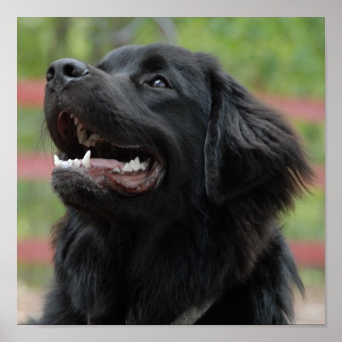 Newfoundland Dog Poster