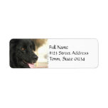 Newfoundland Dog Return Address Label