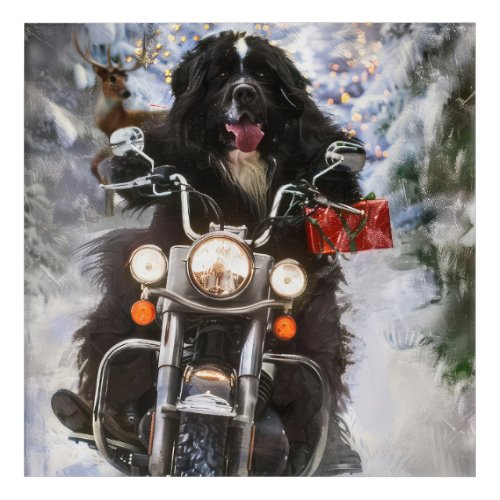 Newfoundland Dog Riding Motorcycle Christmas  Acrylic Print