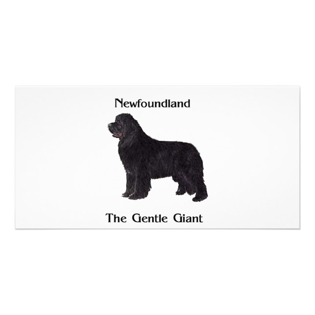 Newfoundland Dog The Gentle Giant Card (Front)