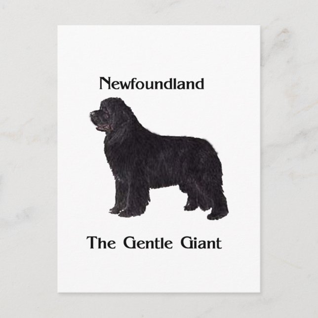 Newfoundland Dog The Gentle Giant Postcard (Front)