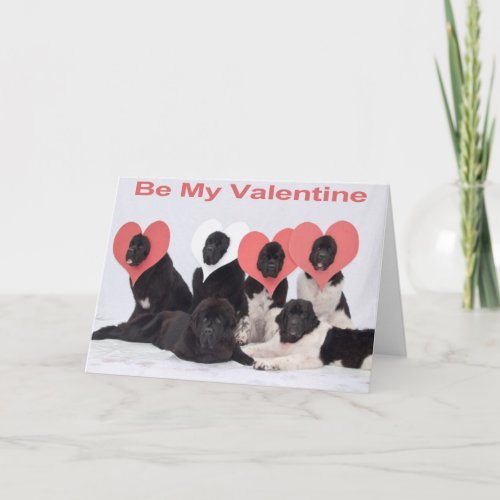 Newfoundland dog valentines day greeting card