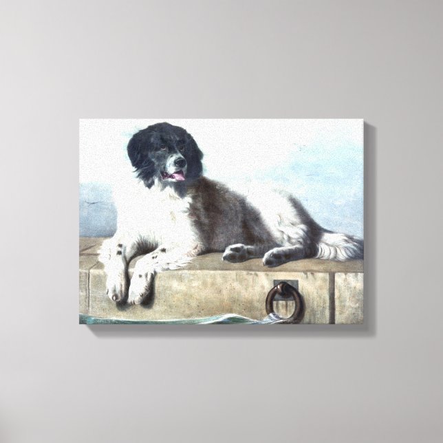 Newfoundland Dog Vintage Painting Canvas Print (Front)