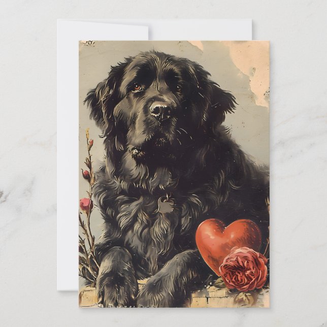 Newfoundland dog Vintage Valentine's day  Holiday Card (Front)