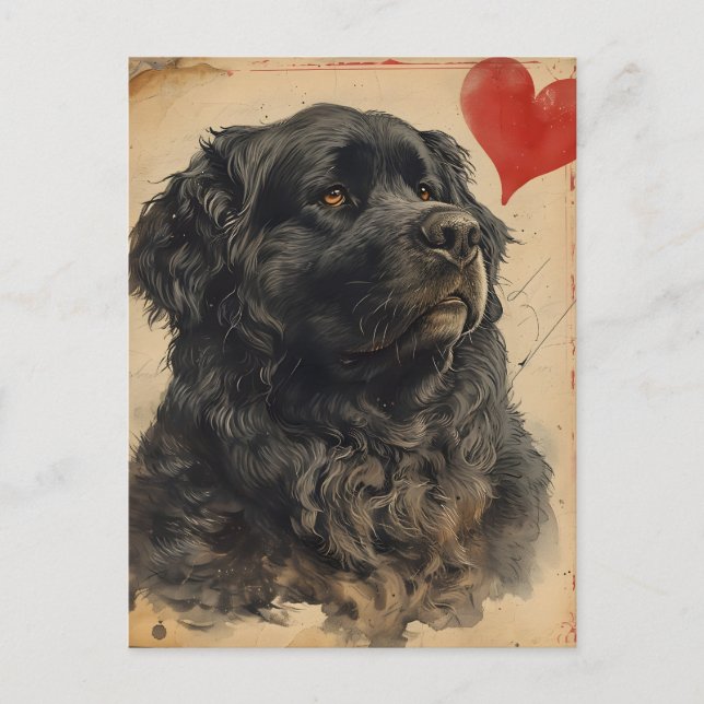 Newfoundland dog Vintage Valentine's day  Postcard (Front)