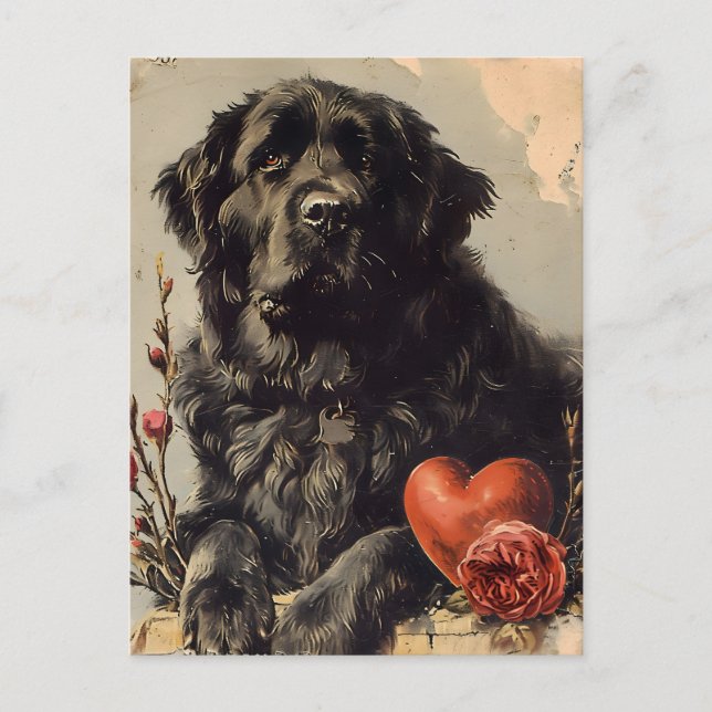 Newfoundland dog Vintage Valentine's day  Postcard (Front)