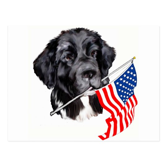 Newfoundland Dog with Flag Postcard | Zazzle.com