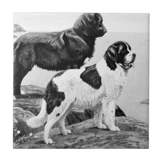 Newfoundland dogs - vintage illustration  