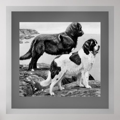 Newfoundland dogs _ vintage illustration poster