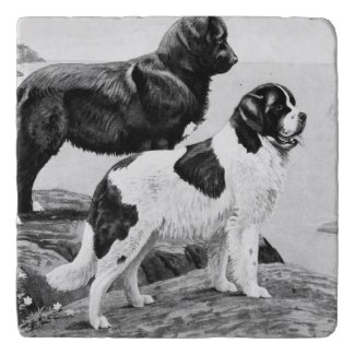 Newfoundland dogs - vintage illustration  