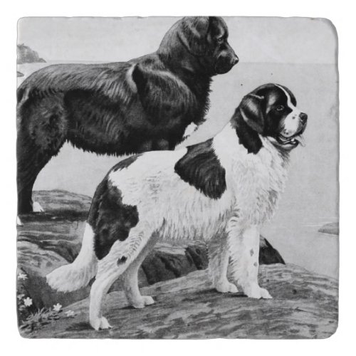 Newfoundland dogs _ vintage illustration   trivet