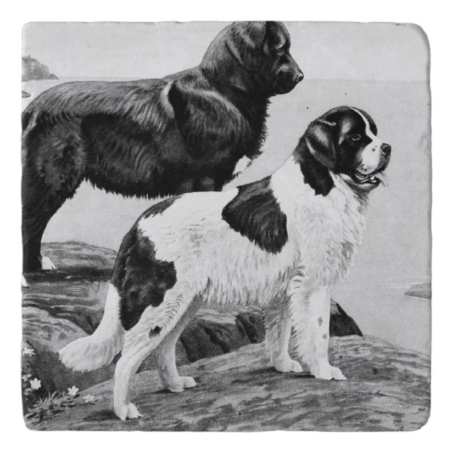 Newfoundland dogs - vintage illustration   trivet (Front)
