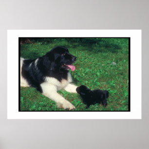 Newfoundland Landseer & Puppy Poster