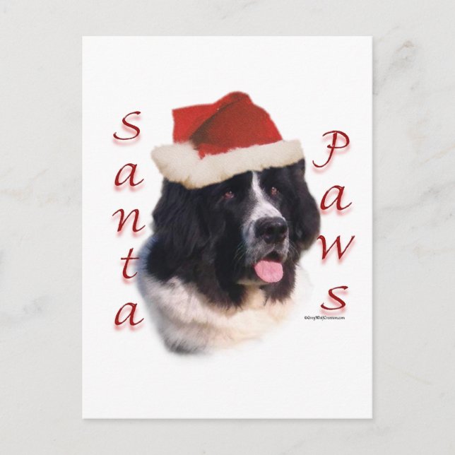 Newfoundland (landseer) Santa Paws Holiday Postcard (Front)