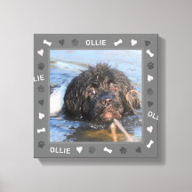 Newfoundland Newfie Photo and Name