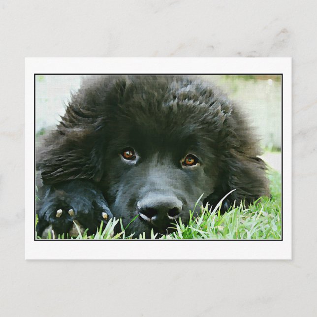 Newfoundland Postcard (Front)