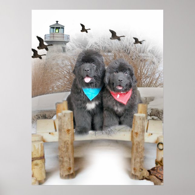 Newfoundland Puppies on beach Poster (Front)
