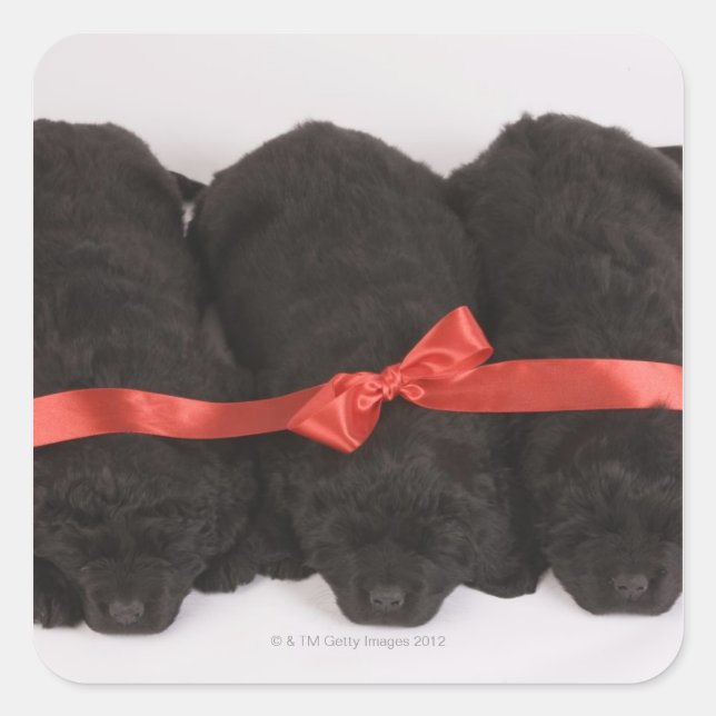 Newfoundland Puppies sleeping (Canis Square Sticker (Front)