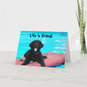 Newfoundland Puppy Birthday Card